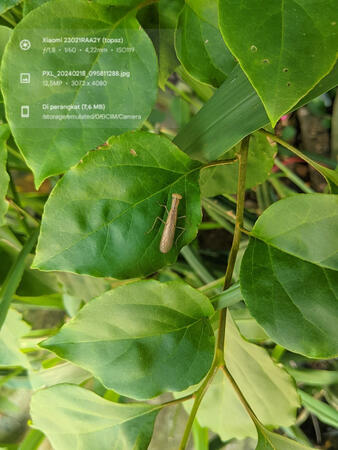 Cute shiba inu vector